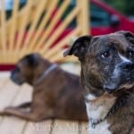 Purina One Dog Food - Marty's Musings #OneDifference #PMedia #ad