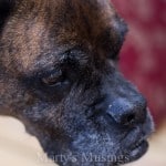 Purina One Dog Food - Marty's Musings #OneDifference #PMedia #ad